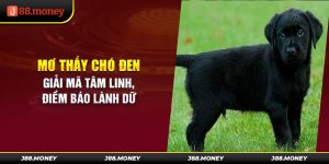 Mơ Thấy Chó Đen - Giải Mã Tâm Linh, Điềm Báo Lành Dữ